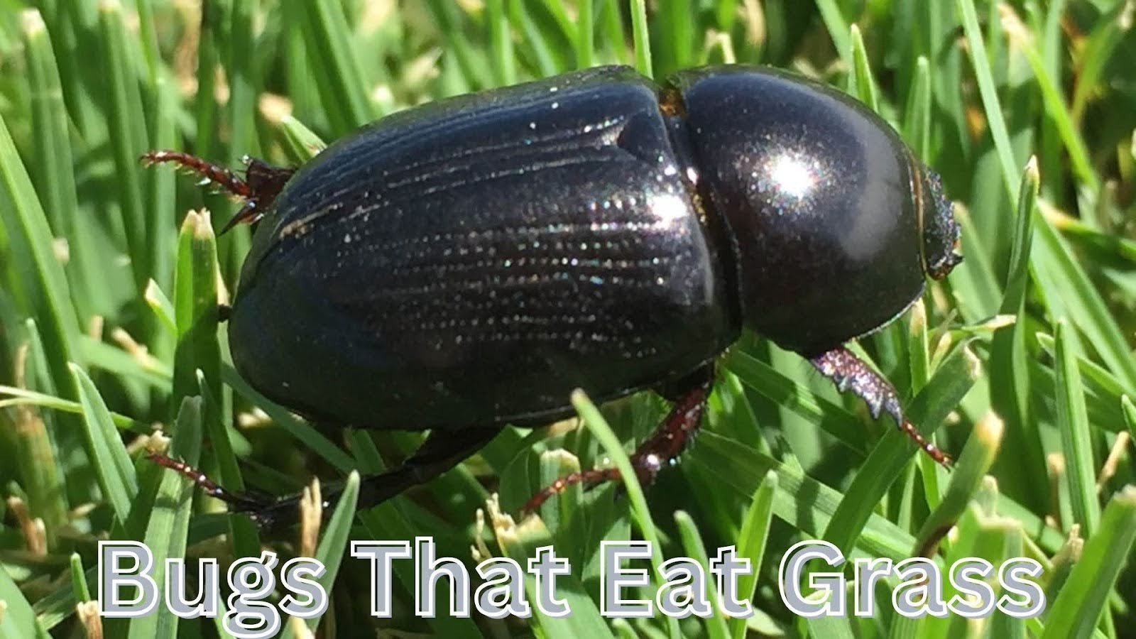 Bugs That Eat Grass