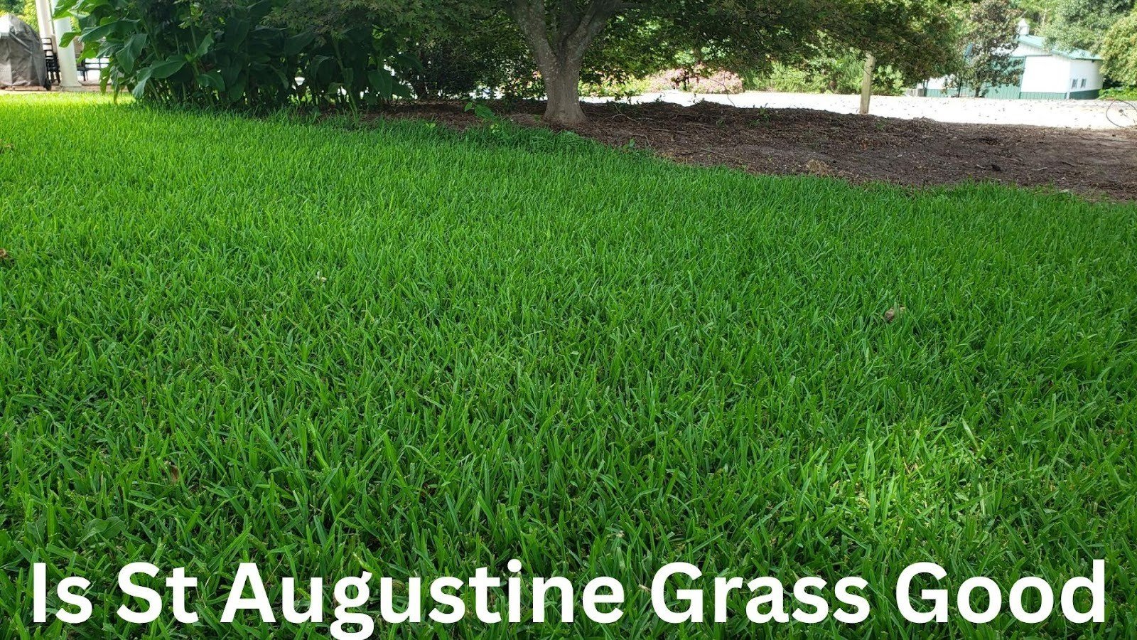 Is St Augustine Grass Good