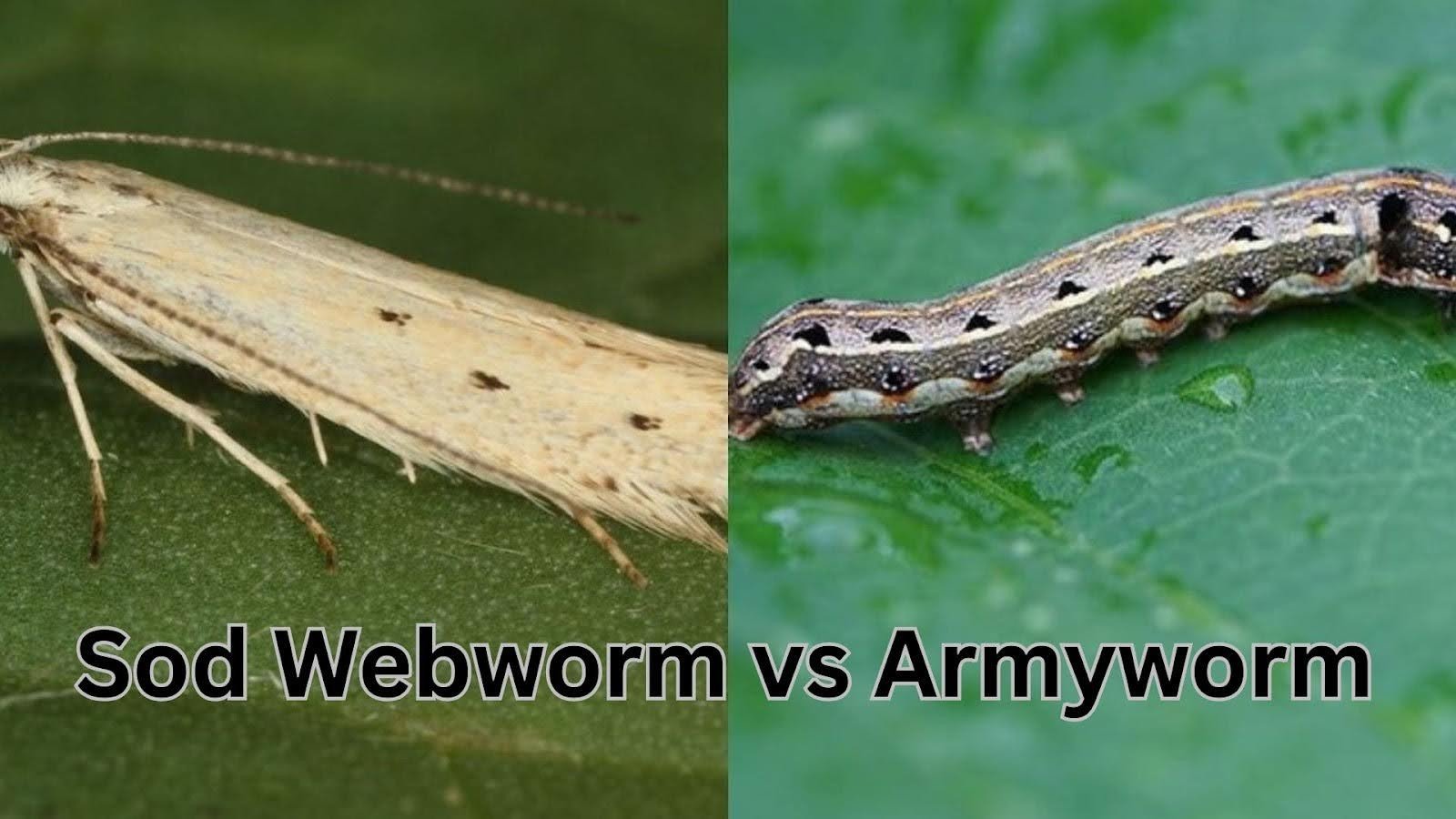 Sod Webworm vs Armyworm
