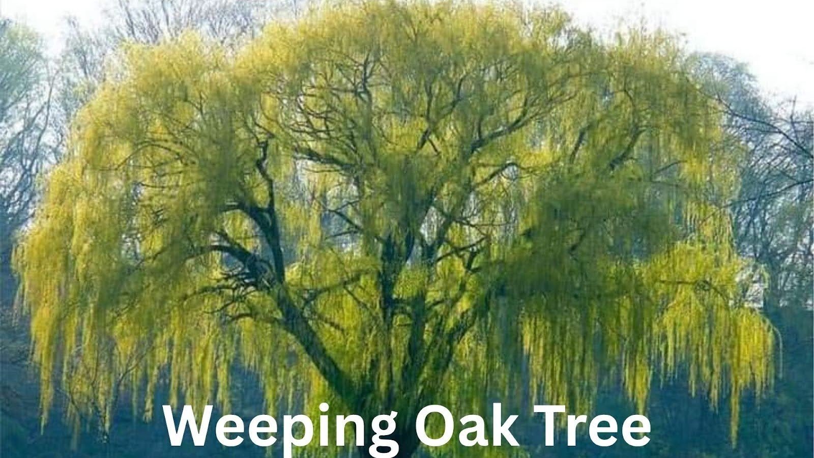 Weeping Oak Trees