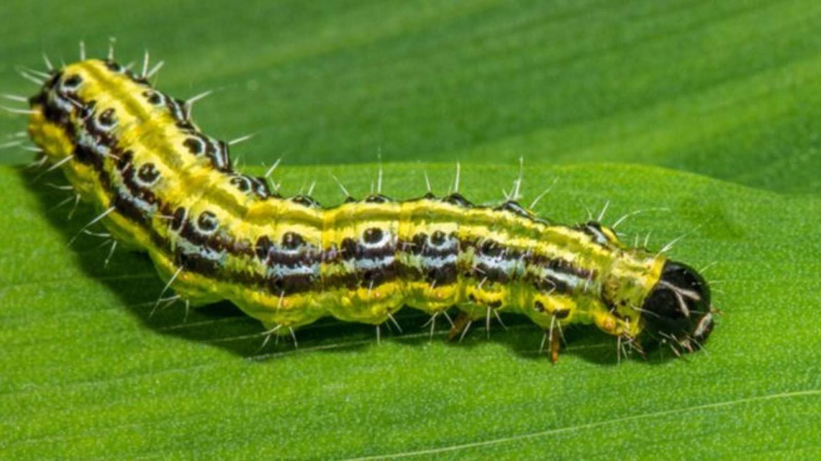 What are Armyworms
