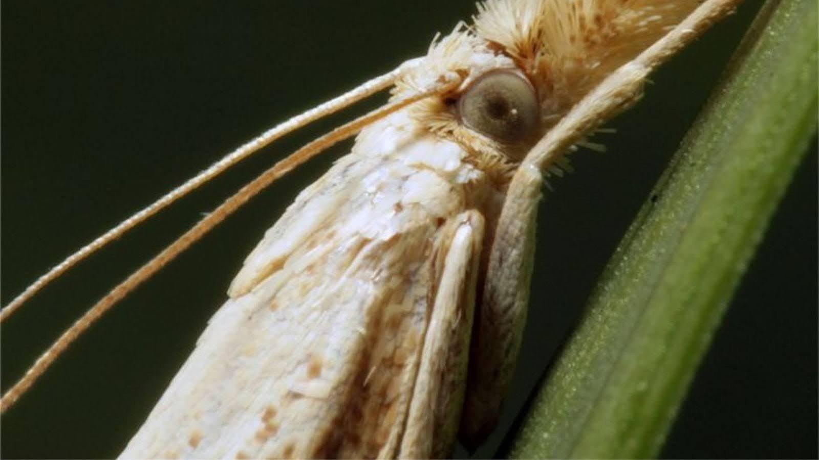 What are Sod Webworms