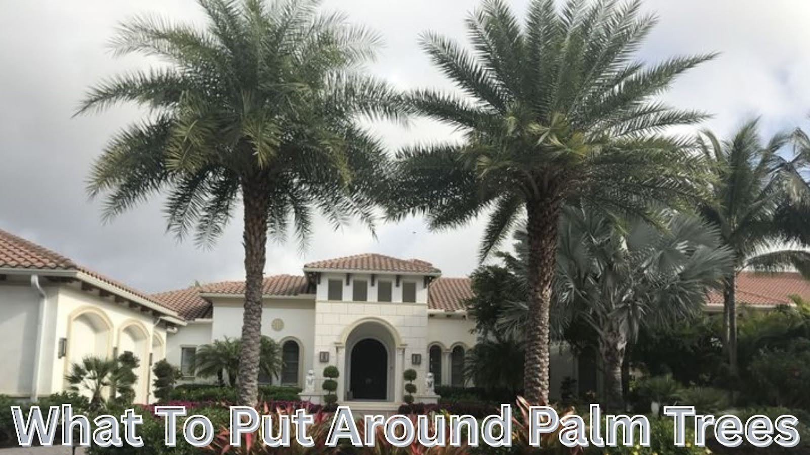What to Put Around Palm Trees